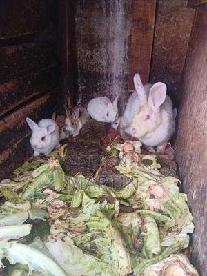 Rabbit Land - thumbnail 2