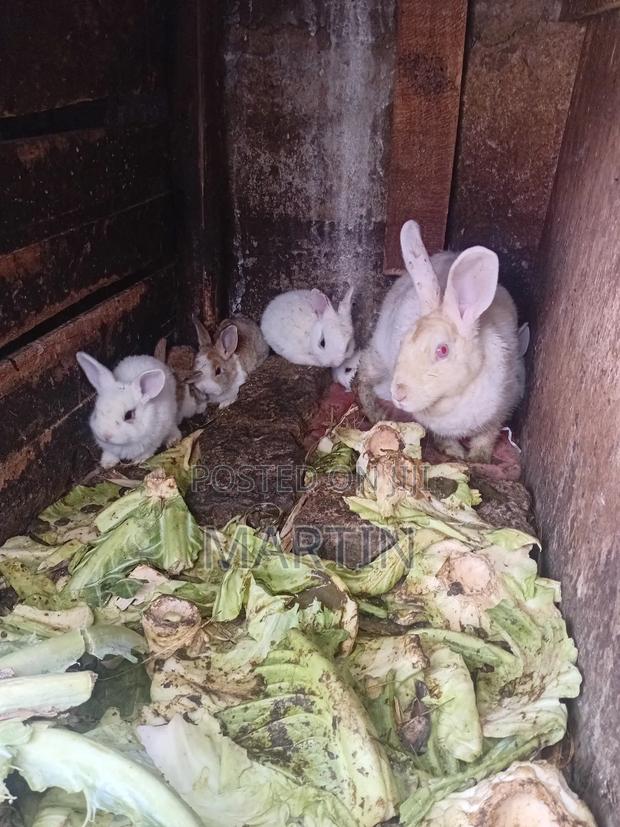 Rabbit Land - main view