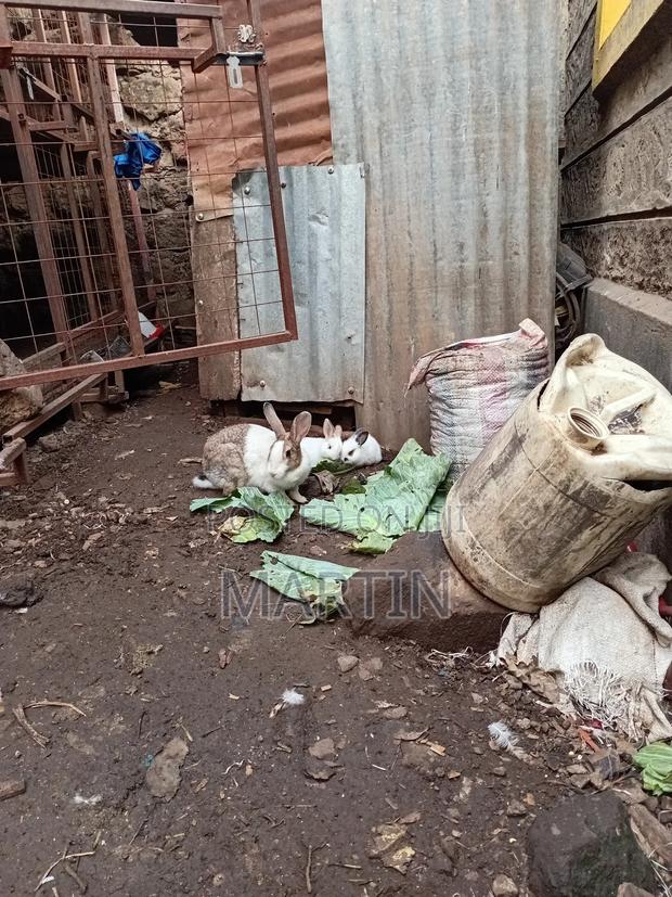 Rabbit Land - thumbnail 3