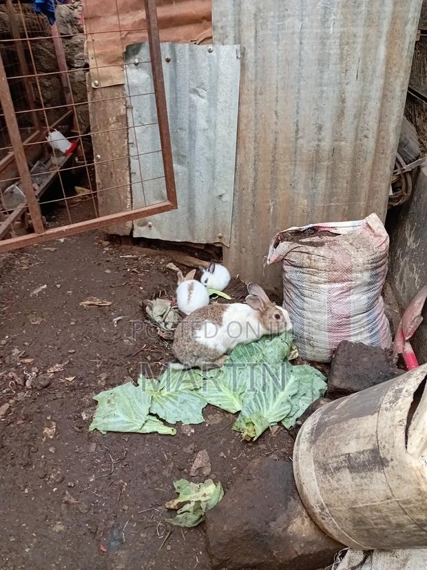 Rabbit Land - thumbnail 4