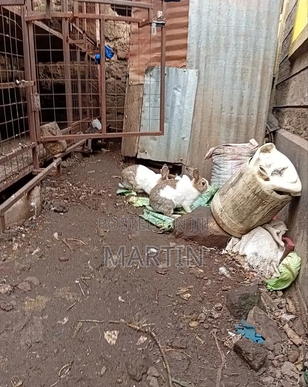 Rabbit Land - thumbnail 5