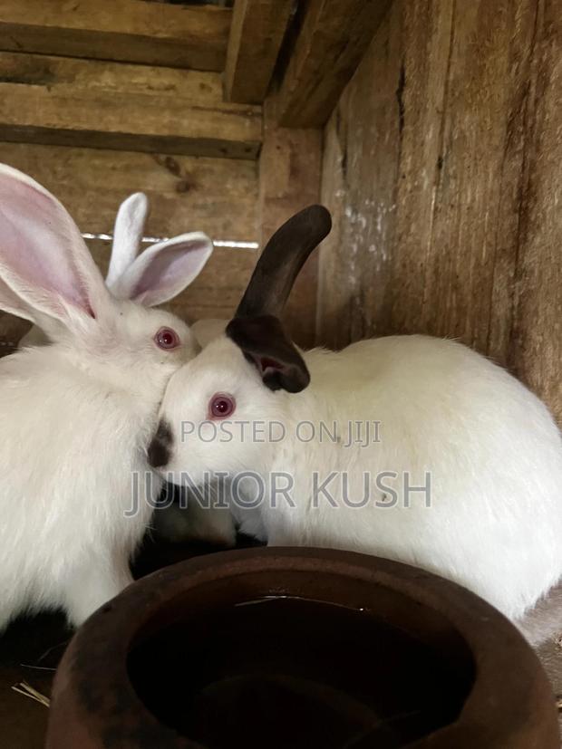 Rabbits For Sale - thumbnail 5