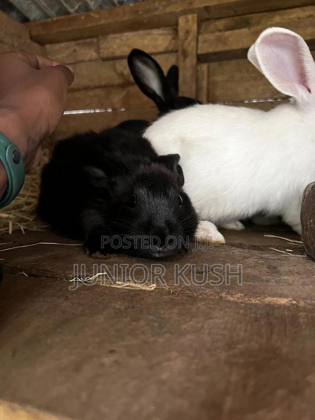 Rabbits For Sale - main view