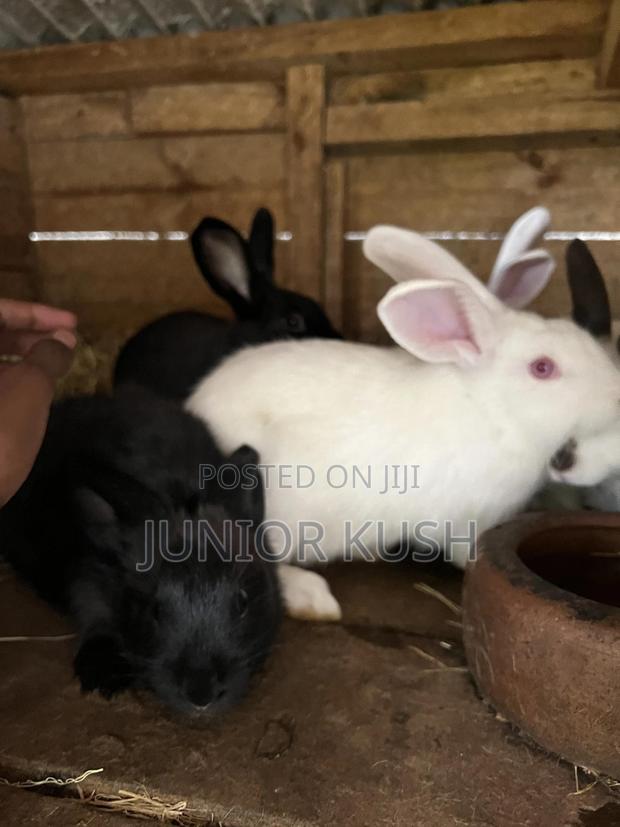 Rabbits For Sale - thumbnail 7