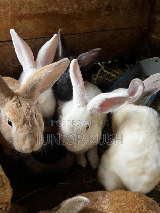 Rabbits For Sale - thumbnail 10