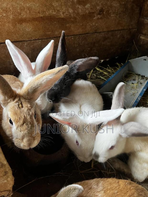 Rabbits For Sale - thumbnail 12