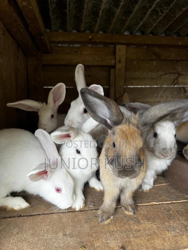 Rabbits For Sale - thumbnail 3