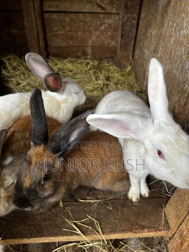 Rabbits For Sale - thumbnail 16