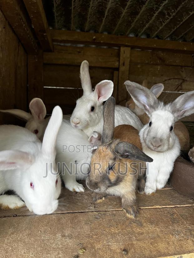 Rabbits For Sale - thumbnail 4