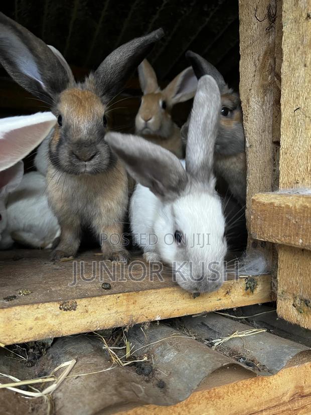 Rabbits For Sale - thumbnail 8