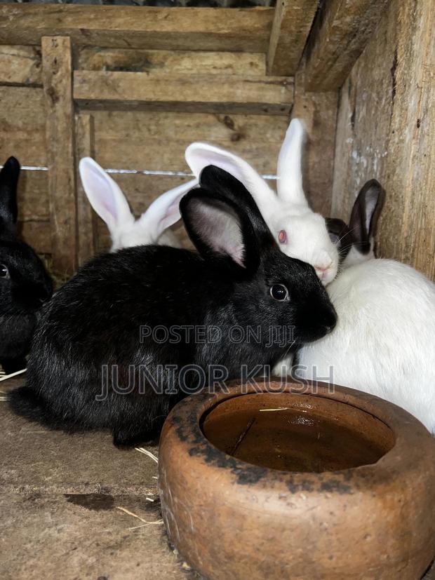 Rabbits For Sale - thumbnail 6