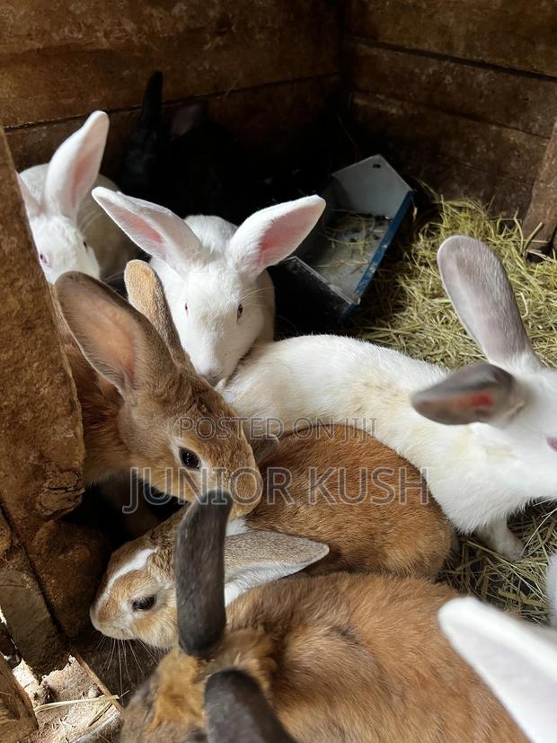 Rabbits For Sale - thumbnail 14