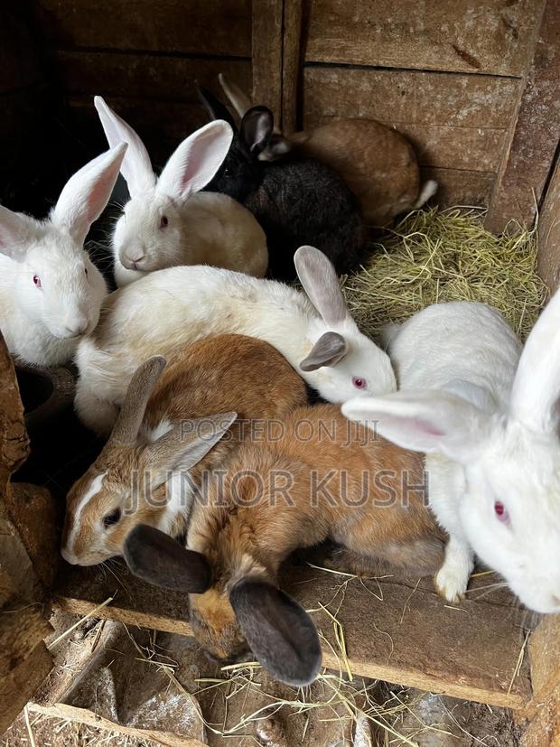Rabbits For Sale - thumbnail 15