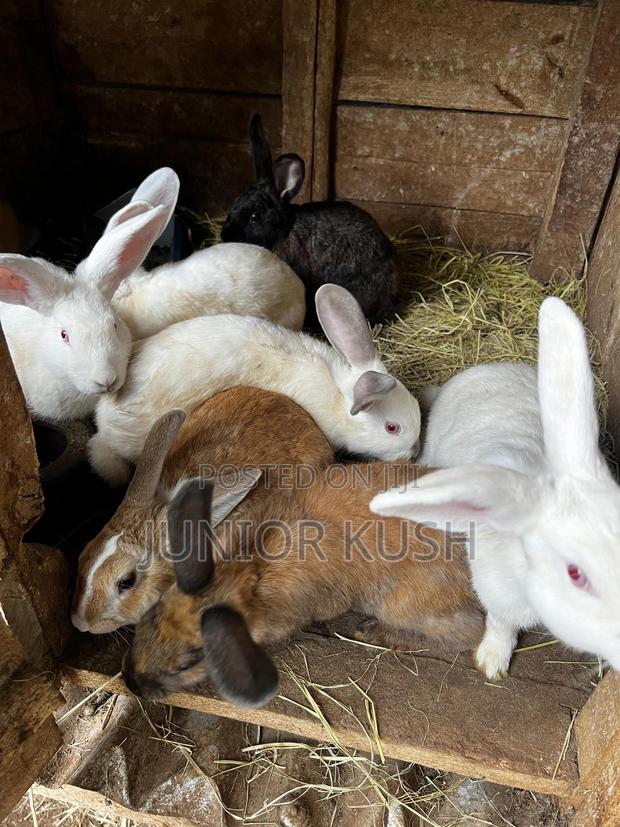 Rabbits For Sale - thumbnail 13