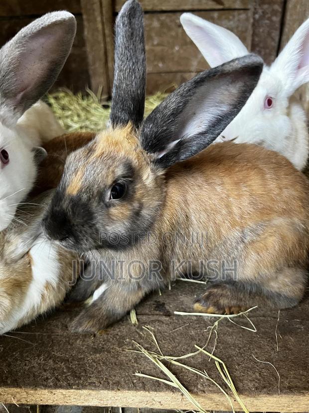 Rabbits For Sale - thumbnail 11