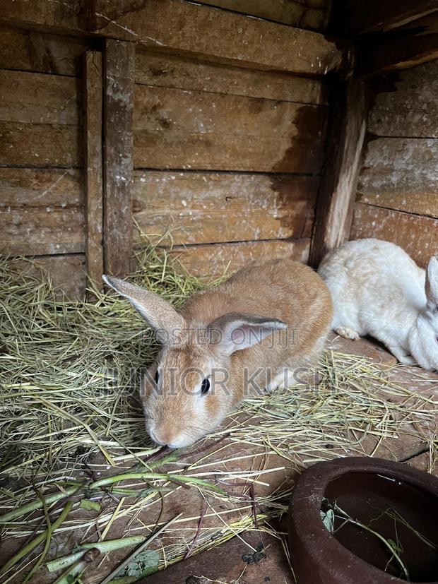 Rabbits For Sale - thumbnail 9