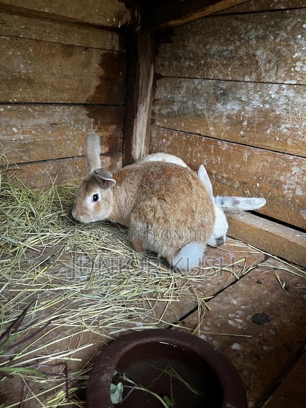 Rabbits For Sale - thumbnail 17