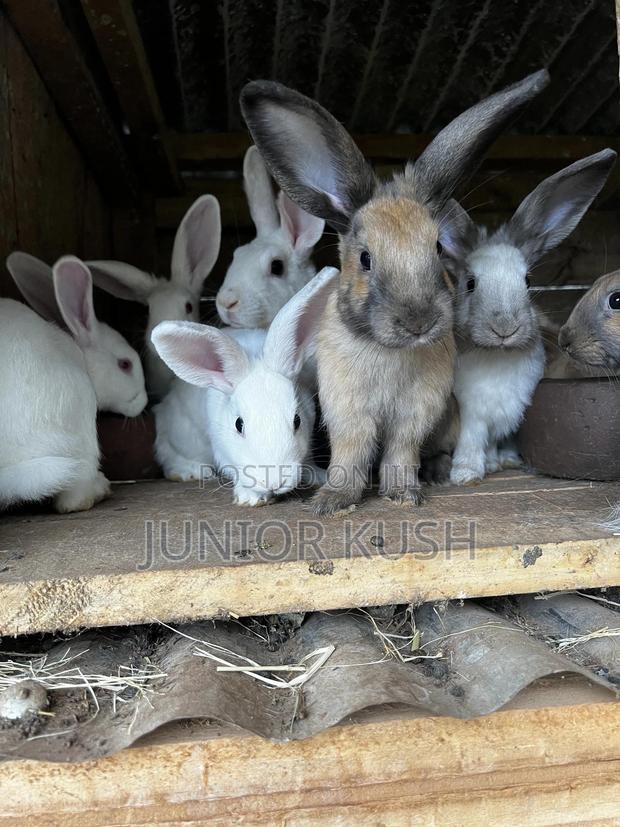 Rabbits For Sale - thumbnail 2