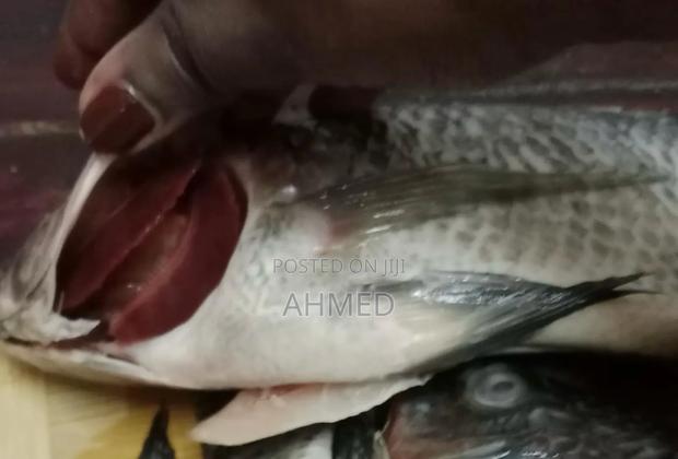 Tilapia And Nile Perchfrom The Lake - thumbnail 2