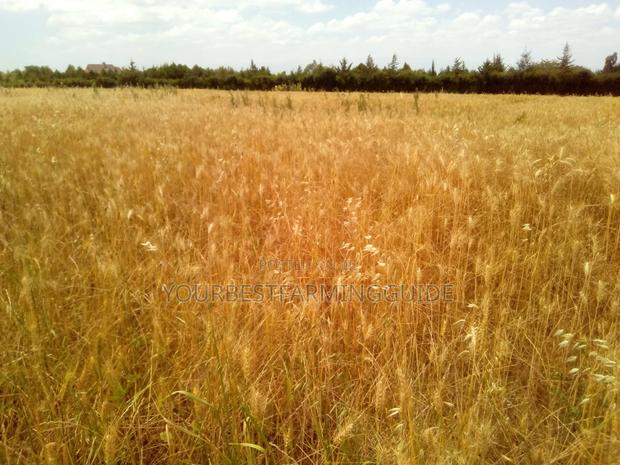 Watch This!Best Time to Plant Wheat for Maximum Yield in Kenya: Comp