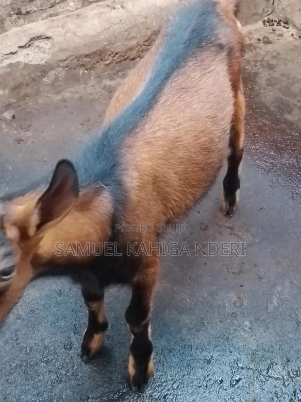Mature Male Pure Alpine Goat