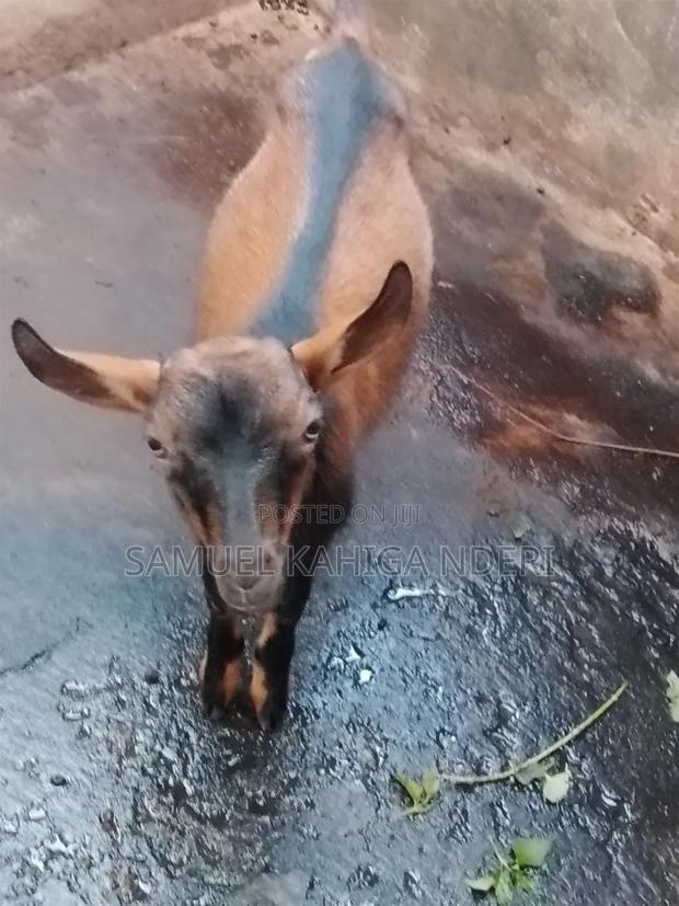 Mature Male Pure Alpine Goat - thumbnail 2