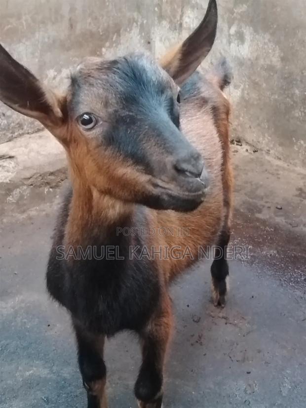 Mature Male Pure Alpine Goat - thumbnail 3