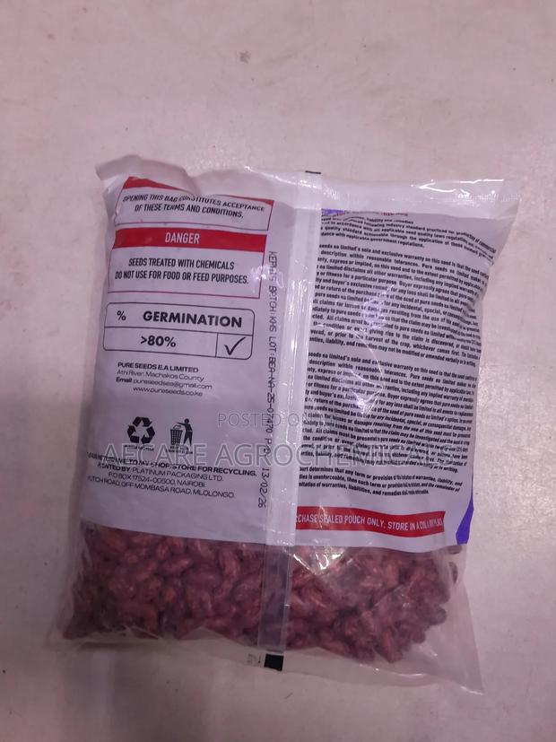 Nyota Beans Seeds 1kg, 2kg , Pure Certified Bean Seeds - thumbnail 4