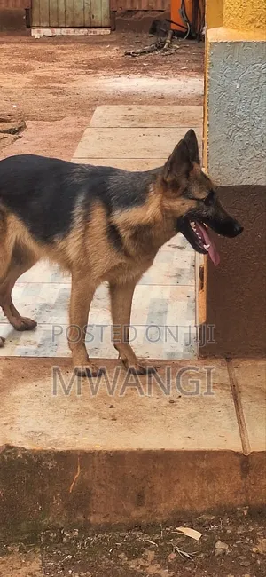 1+ year Female Purebred German Shepherd