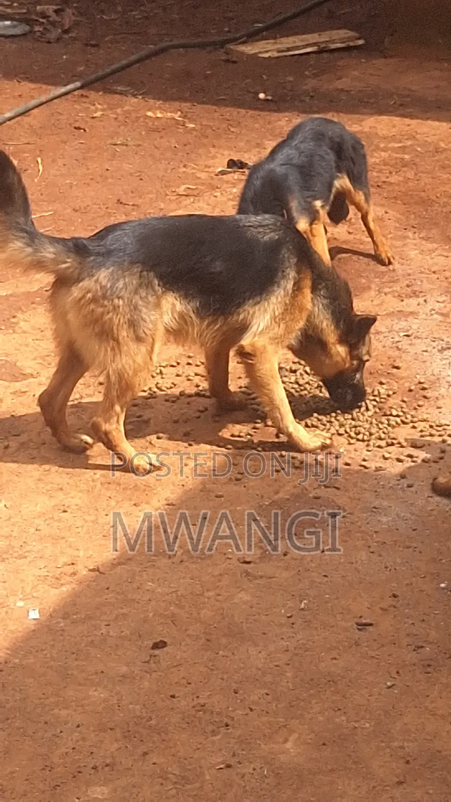 1+ year Female Purebred German Shepherd