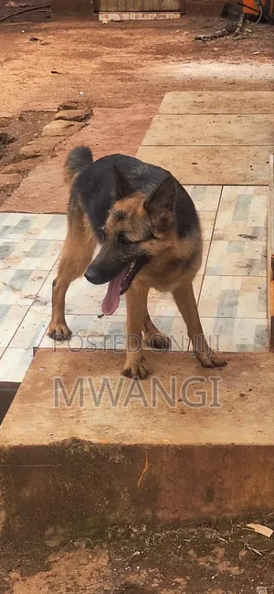1+ year Female Purebred German Shepherd
