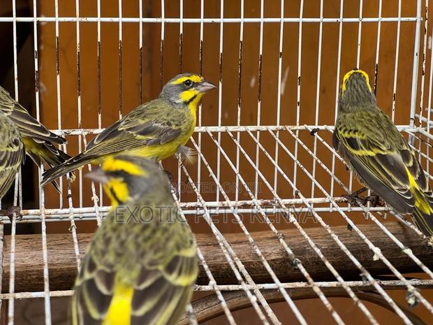 Yellow Front Canaries - main view