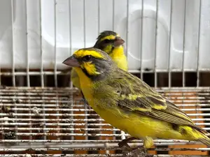 Yellow Front Canaries