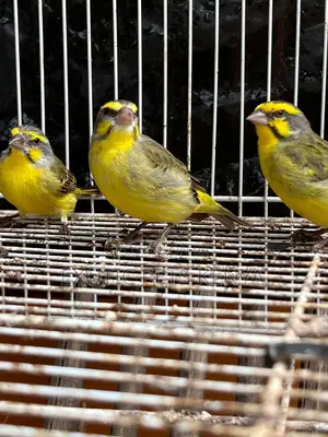Yellow Front Canaries
