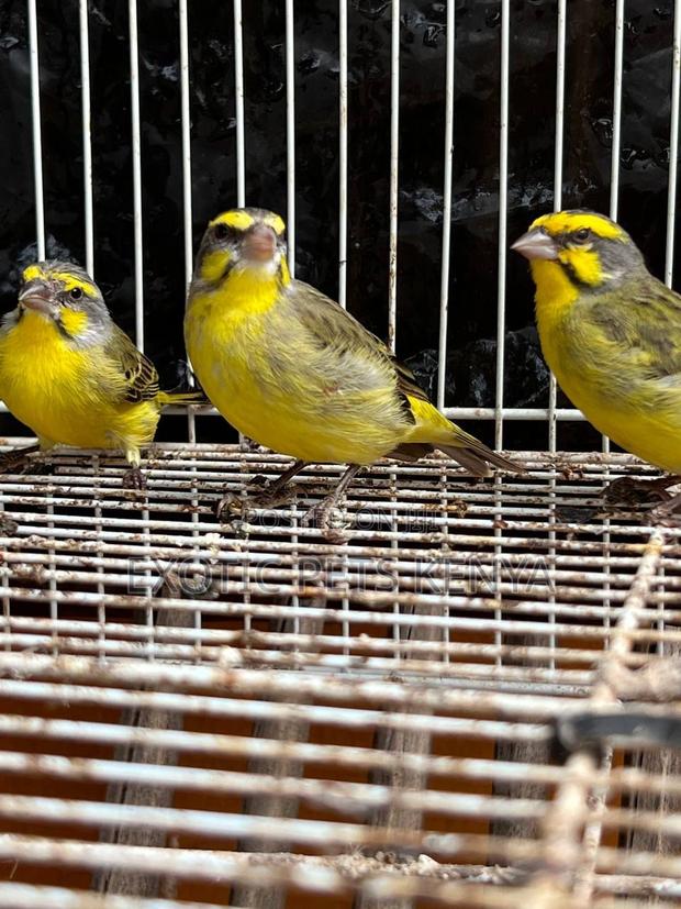 Yellow Front Canaries - thumbnail 4