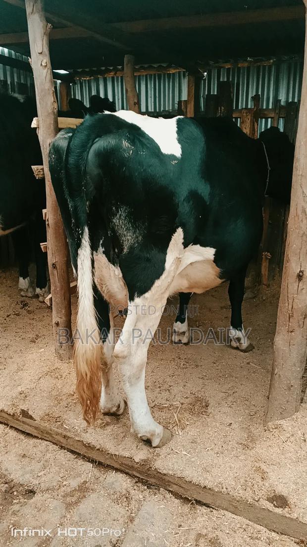 Heavily Incalf Pedigree Freisian - main view
