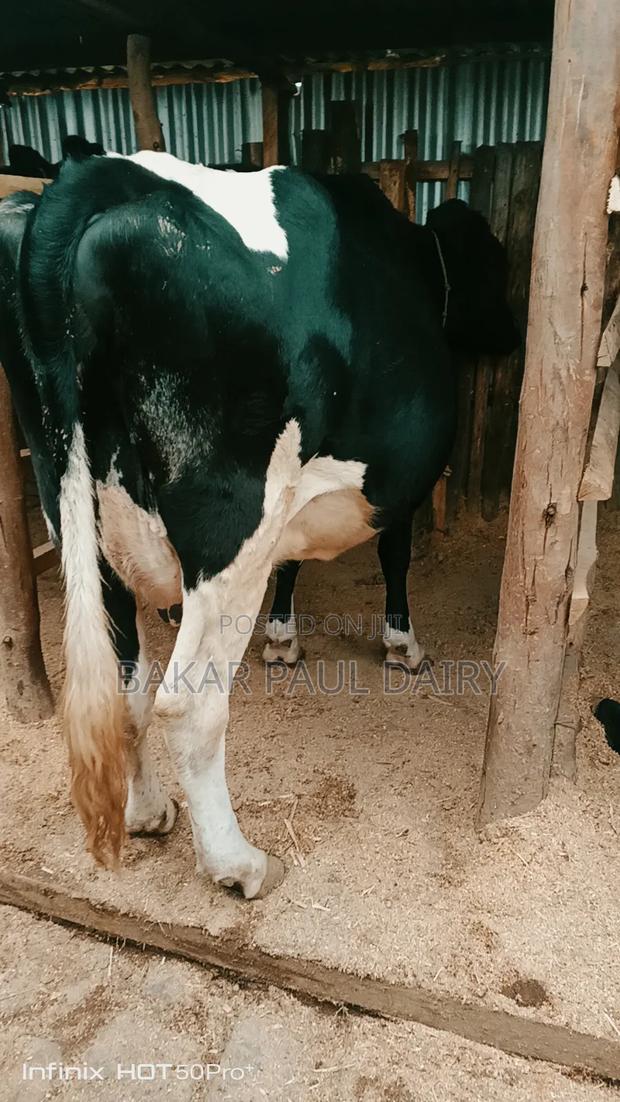 Heavily Incalf Pedigree Freisian - thumbnail 2