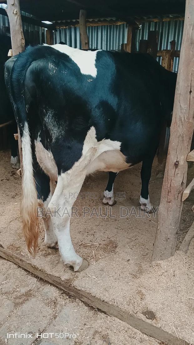 Heavily Incalf Pedigree Freisian - thumbnail 3