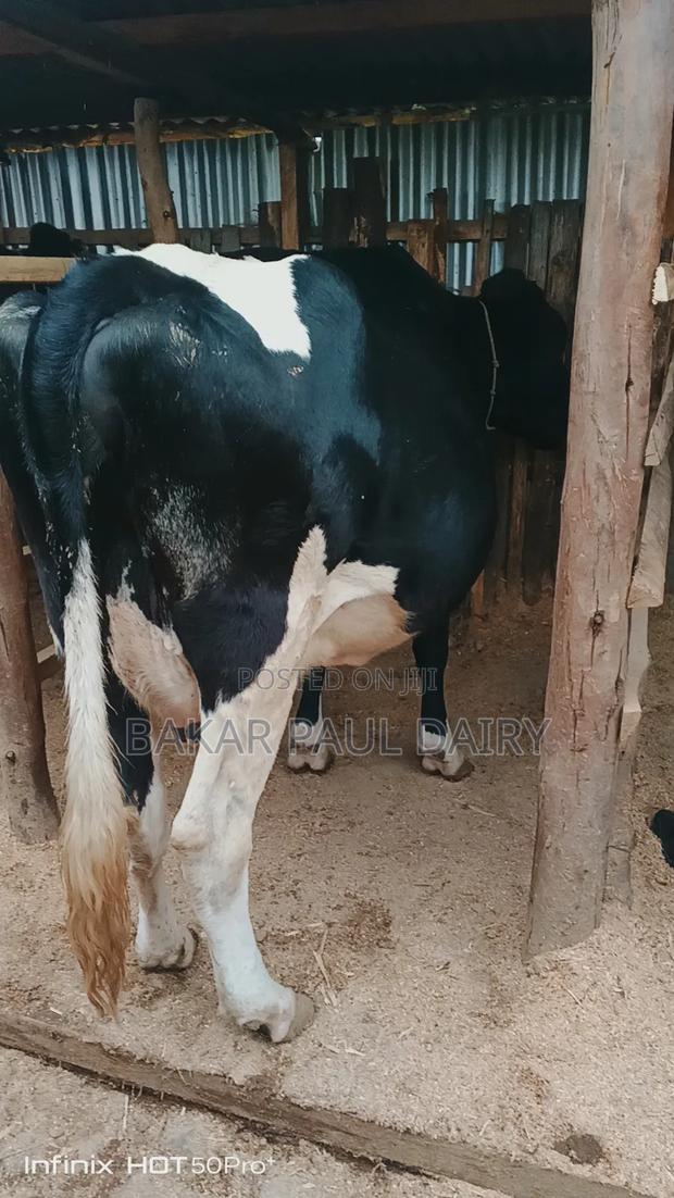 Heavily Incalf Pedigree Freisian - thumbnail 4