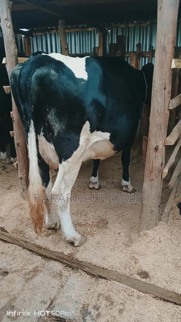 Heavily Incalf Pedigree Freisian - thumbnail 5