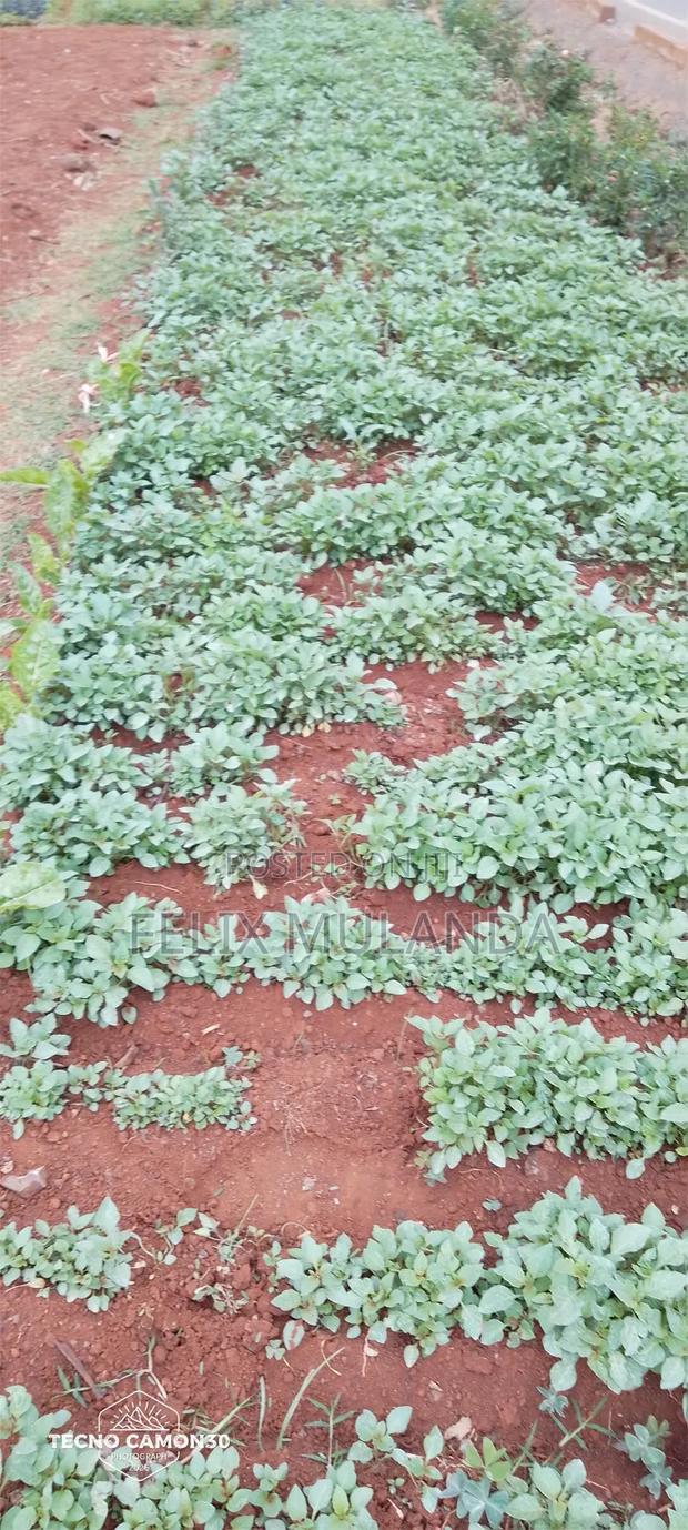 Tree Nursery and Vegetables Seedlings - main view