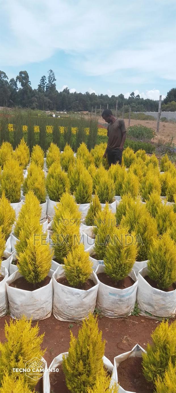 Tree Nursery and Vegetables Seedlings - thumbnail 2