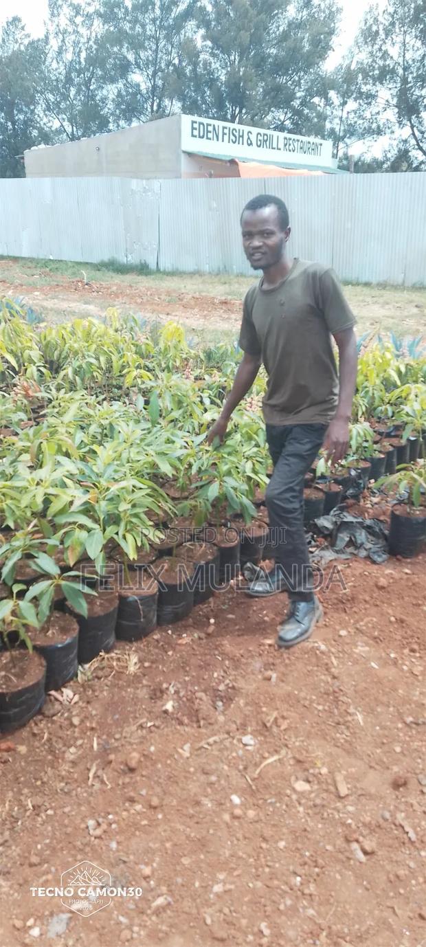 Tree Nursery and Vegetables Seedlings - thumbnail 3