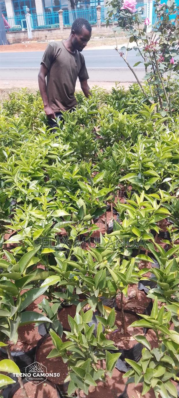 Tree Nursery and Vegetables Seedlings - thumbnail 4