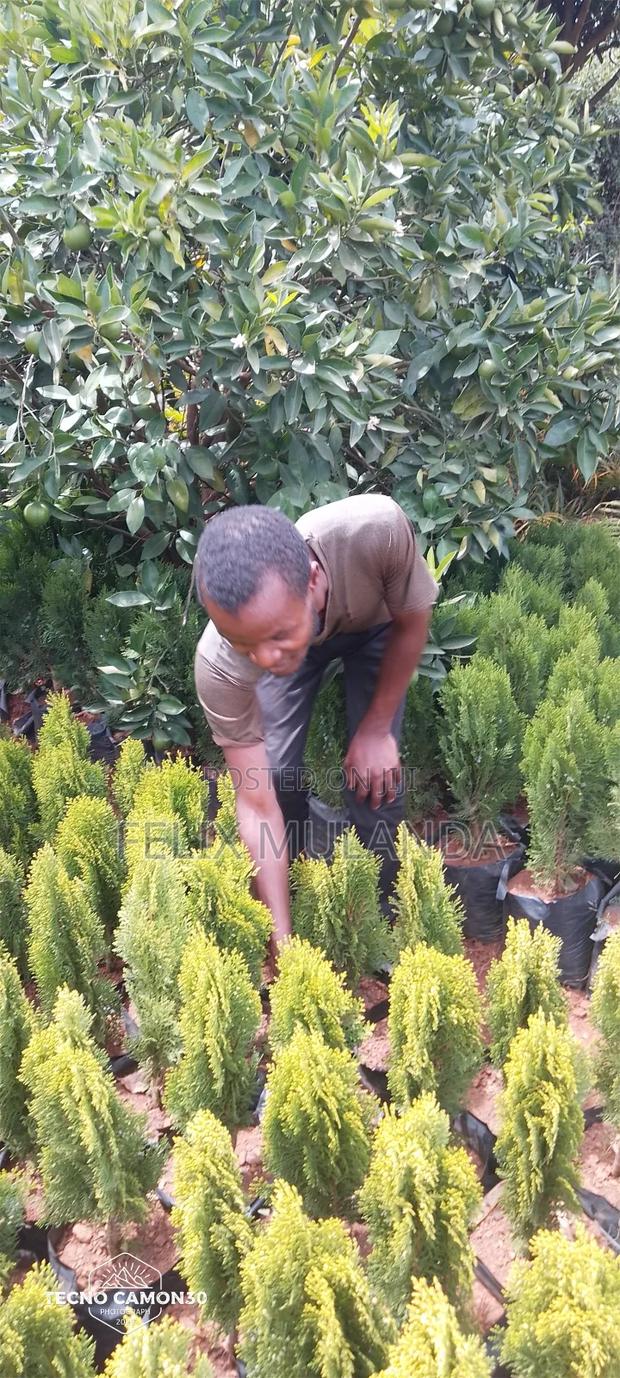 Tree Nursery and Vegetables Seedlings - thumbnail 5