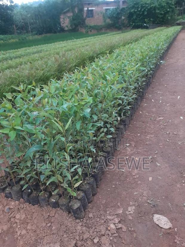 Eucalyptus Seedlings - main view