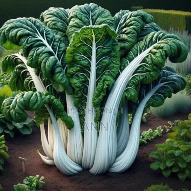 Swiss Chard - thumbnail 3