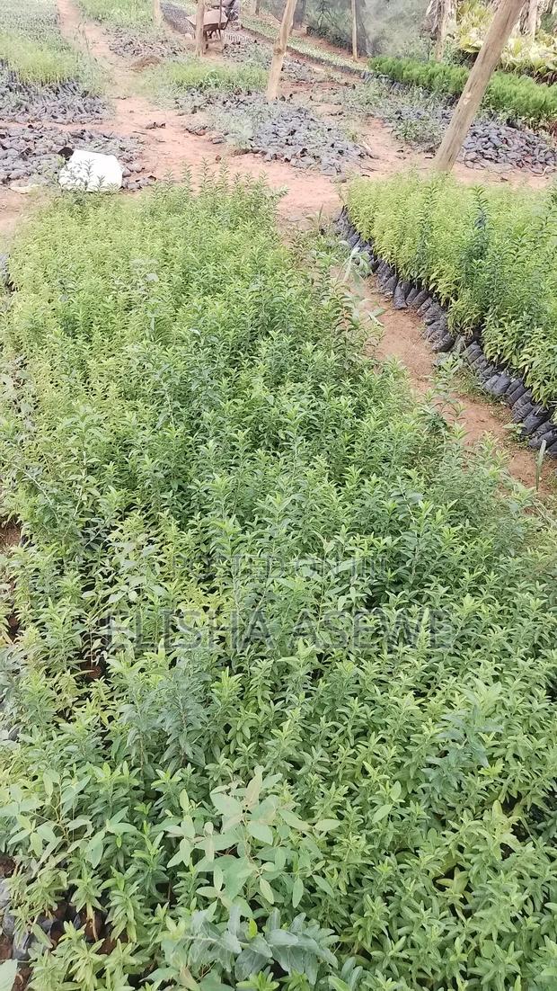 Permanent Fence Protect Your Home - main view