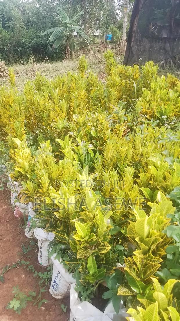 Croton Flowers - main view