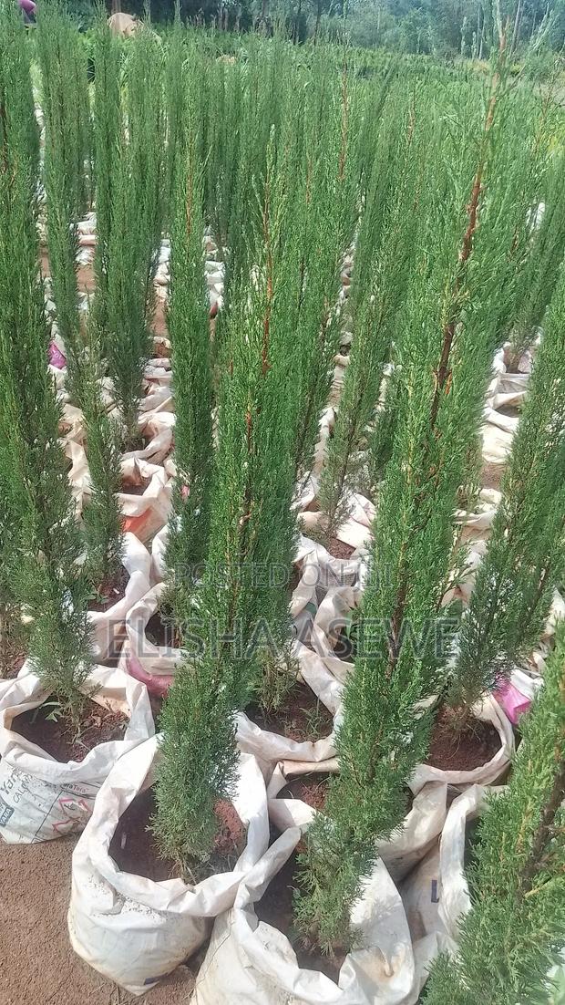 Italian Cyprus - main view